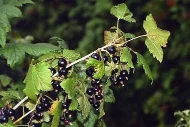 frunze de coacăze negre pentru prostatită